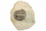 Corynexochid (Paralejurus) Trilobite - Lghaft, Morocco #271493-2